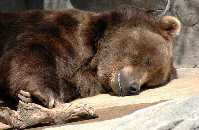Как медведи впадают в спячку? — cehov.info